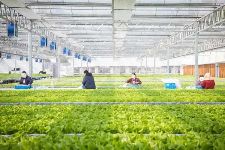 Costruzione in acciaio del magazzino di base vegetale